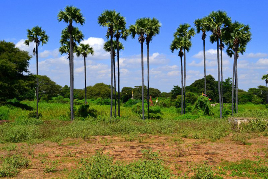 TRAIL OF MYANMAR