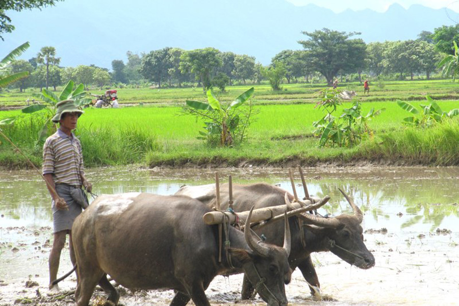 GRAND OF BURMA (MYANMAR)